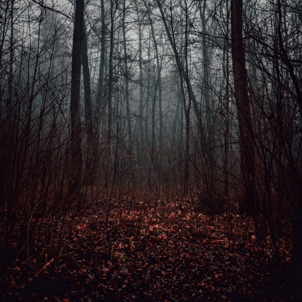 Лес осенью
